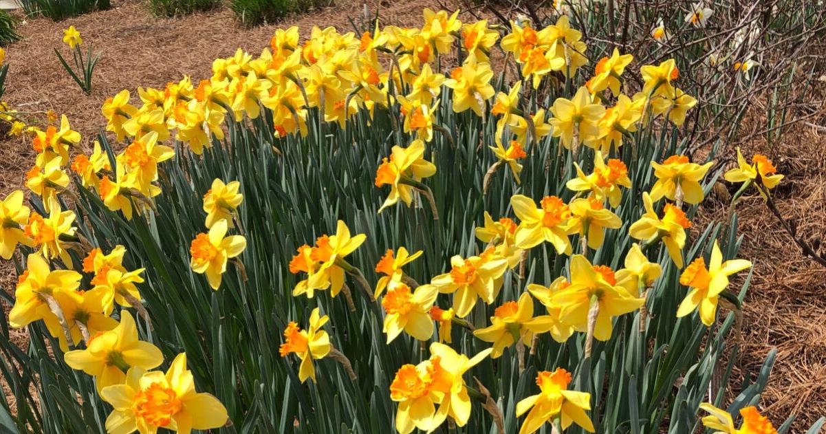 Spotlight Gardening Mulching your garden? What to use and what to avoid Paul Cappiello Yew Dell Botanical Gardens Louisville Courier Journal Apr 24, 2026 3 hrs ago