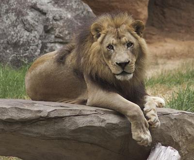 Lion-Reilly-NC-Zoo-3.jpg