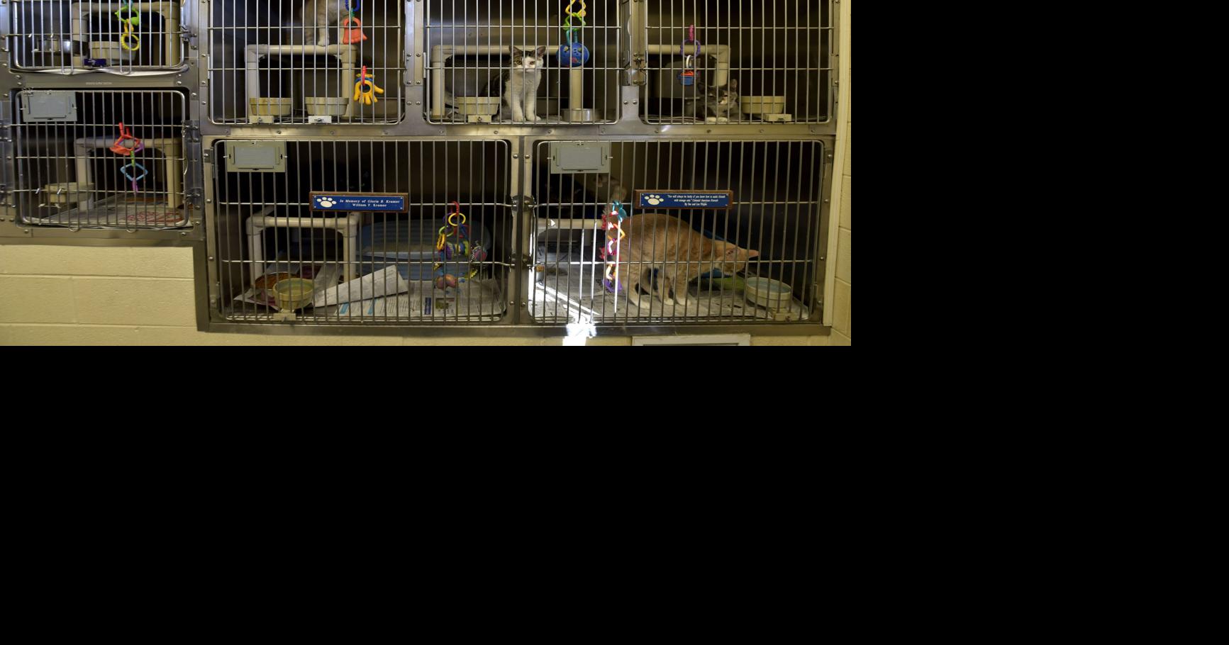 Amherst Humane Society's shelter over capacity on animals Aug 4, 2026 5 mins ago