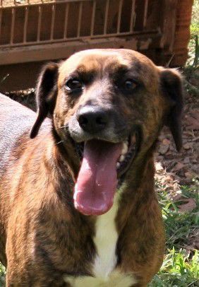 Nelson County dog of the week