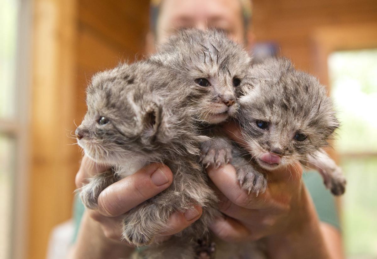 Photos: Pallas' cat kittens born at Mill Mountain Zoo ...