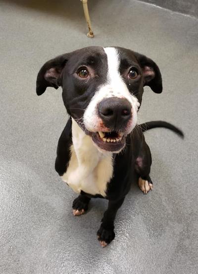 Pet of the week, Oreo