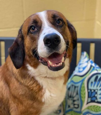 Pet of week, Barney