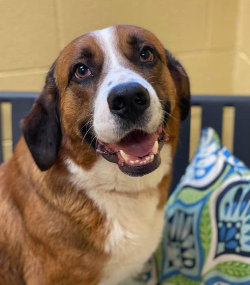 Pet of week, Barney