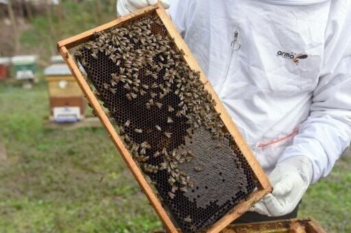 North Macedonia's beekeepers face climate change challenge | National ...