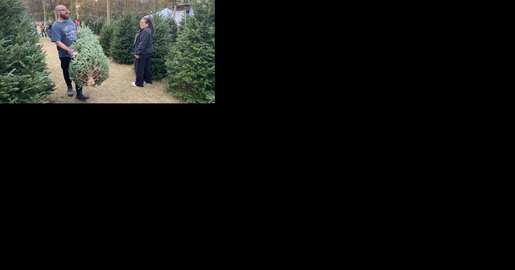 Christmas tree sales begin - Vimarsana News