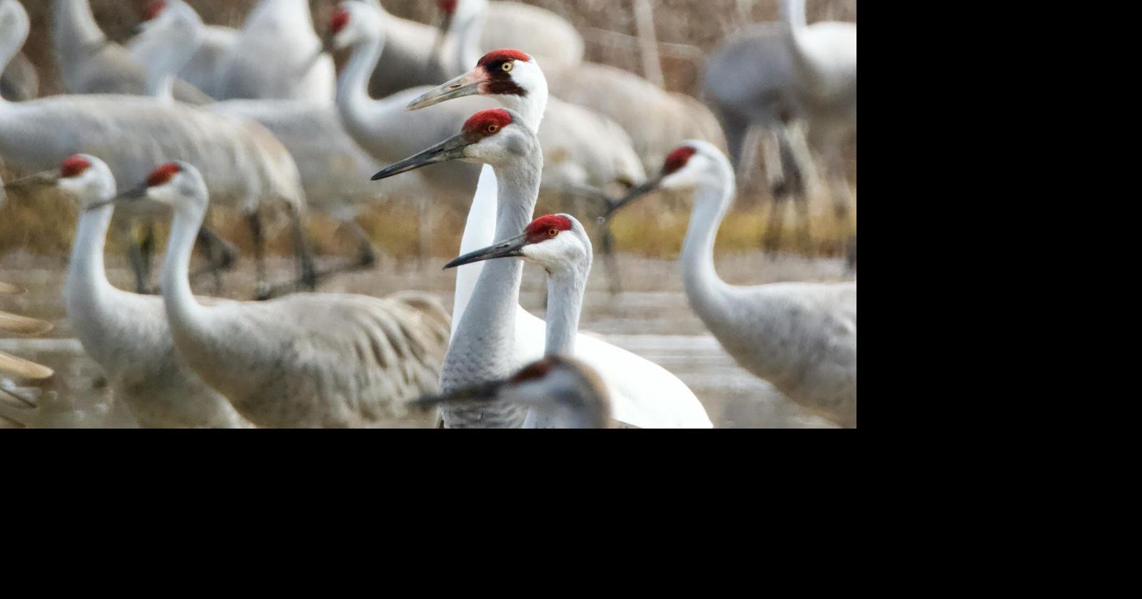 Beyond the Beach, a World-Class Wildlife Event is Hiding in Texas this February