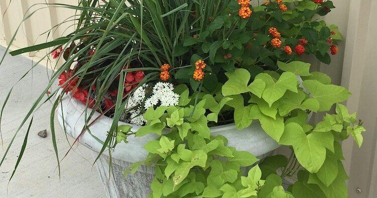 Jessica Strickland: Gardening tips for the month of July - Vimarsana News