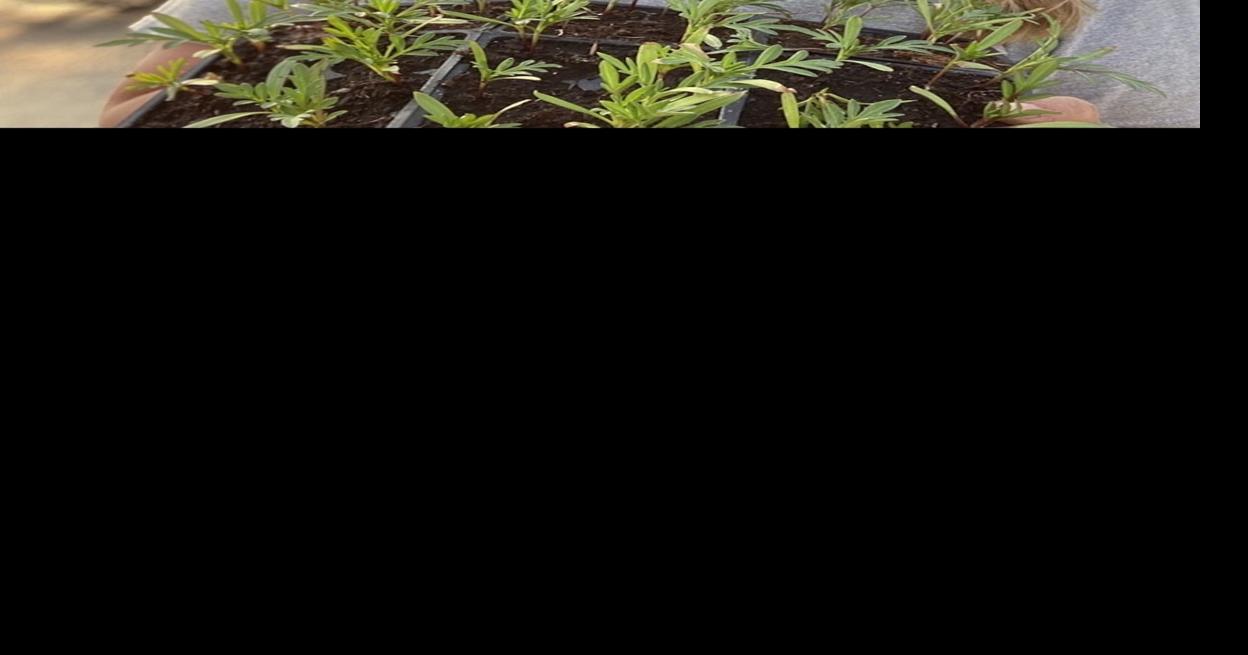 Business is blooming Local News