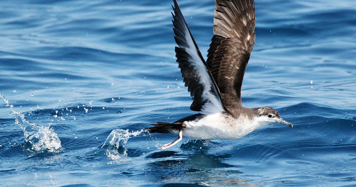 Shearwater deaths becoming a growing concern - Vimarsana News