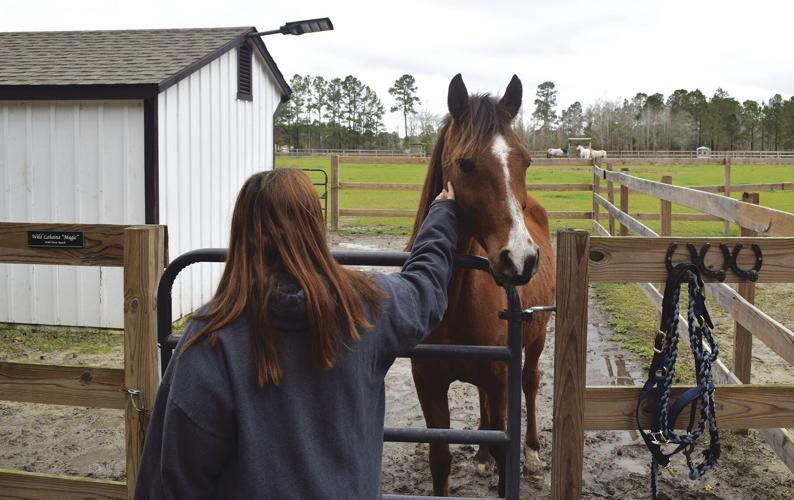 Wild Horse Ranch provides sanctuary for rescued horses | News ...