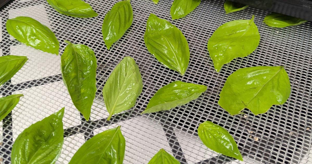 Preserving herbs