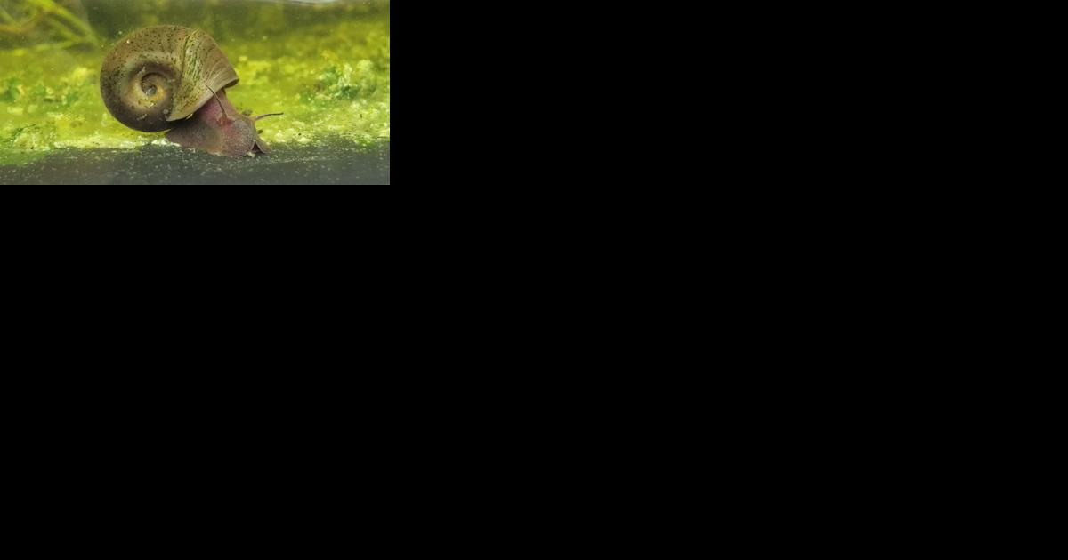 U.S. Fish and Wildlife Service proposes listing for magnificent ramshorn snail - Vimarsana News