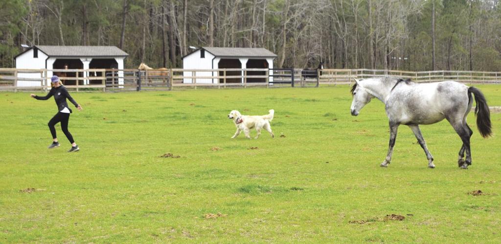 Wild Horse Ranch provides sanctuary for rescued horses | News ...