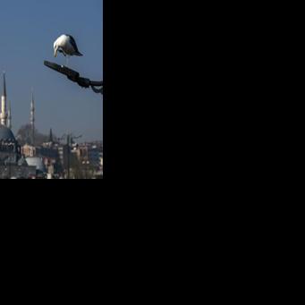 Turkish footballer hailed as hero after saving stunned seagull