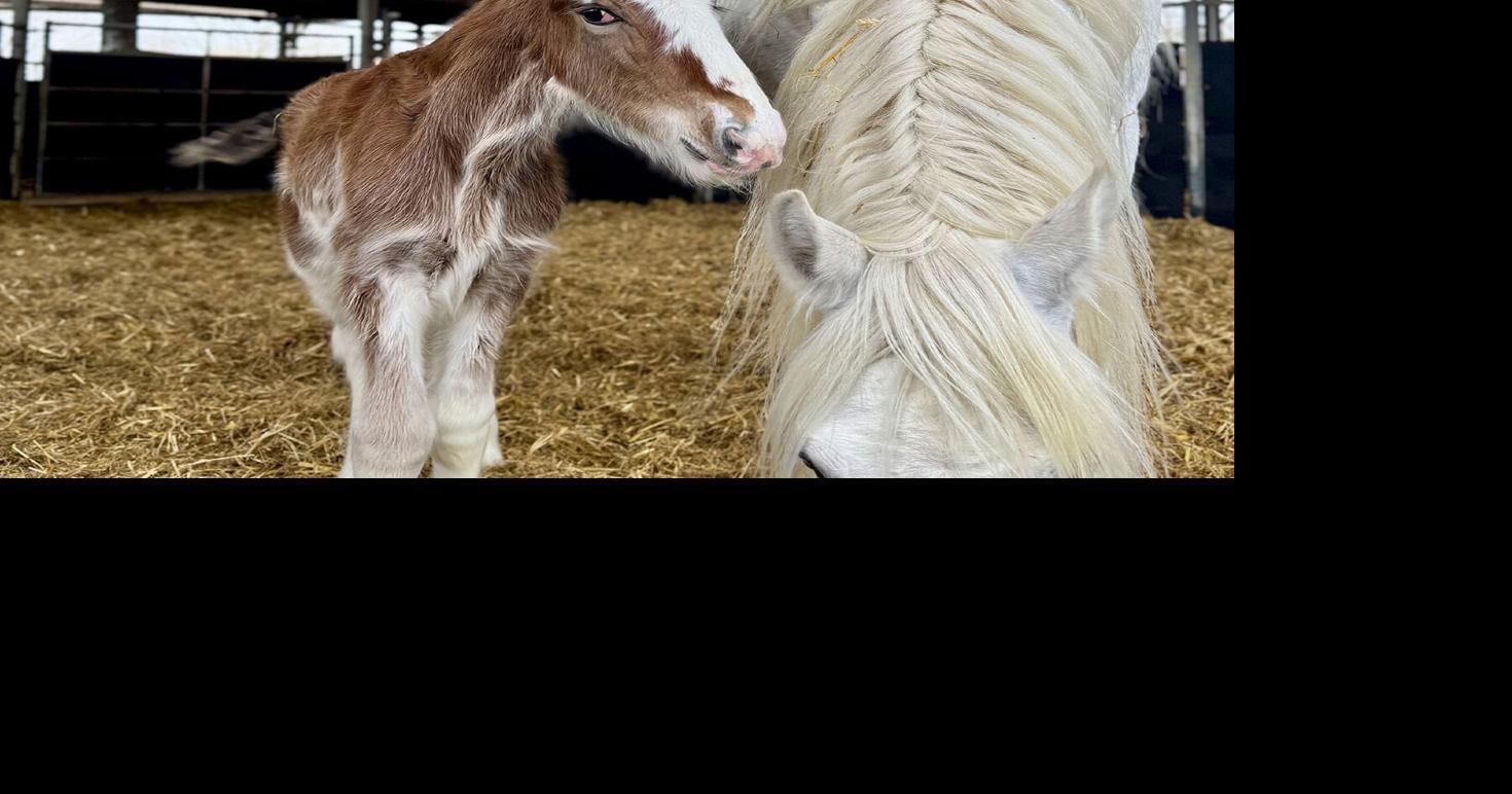 Rare Shire horse born at family-run farm