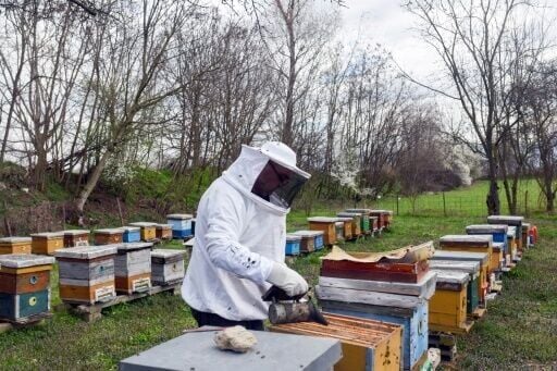 North Macedonia's beekeepers face climate change challenge | National ...