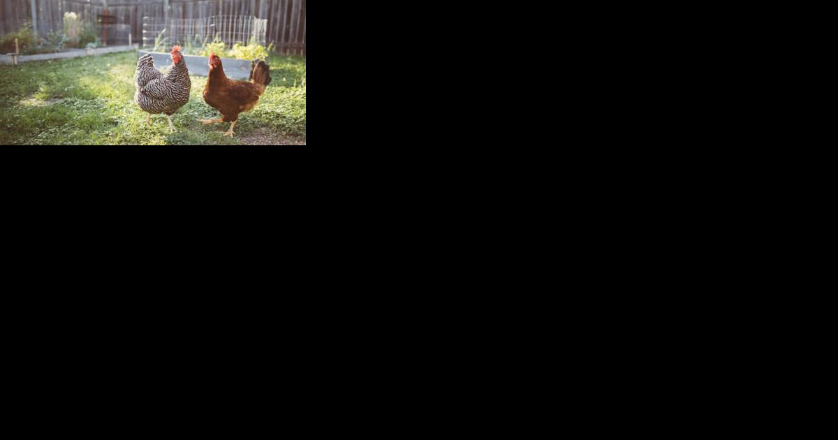 Strain of bird flu detected in NC - Vimarsana News