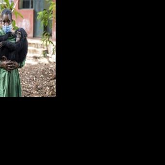 Sierra Leone chimpanzee sanctuary reopens after deforestation protest