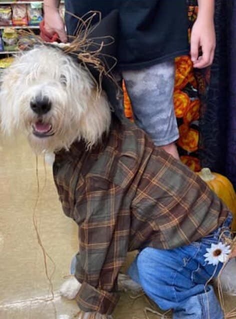 Pet Supplies Plus to hold pet costume contest Local News