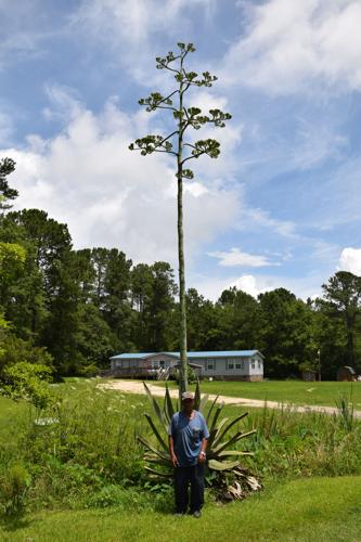 The Once in a Lifetime Blooming Century Plant | News | newsargus.com