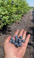 It’s blueberry pickin’ time!