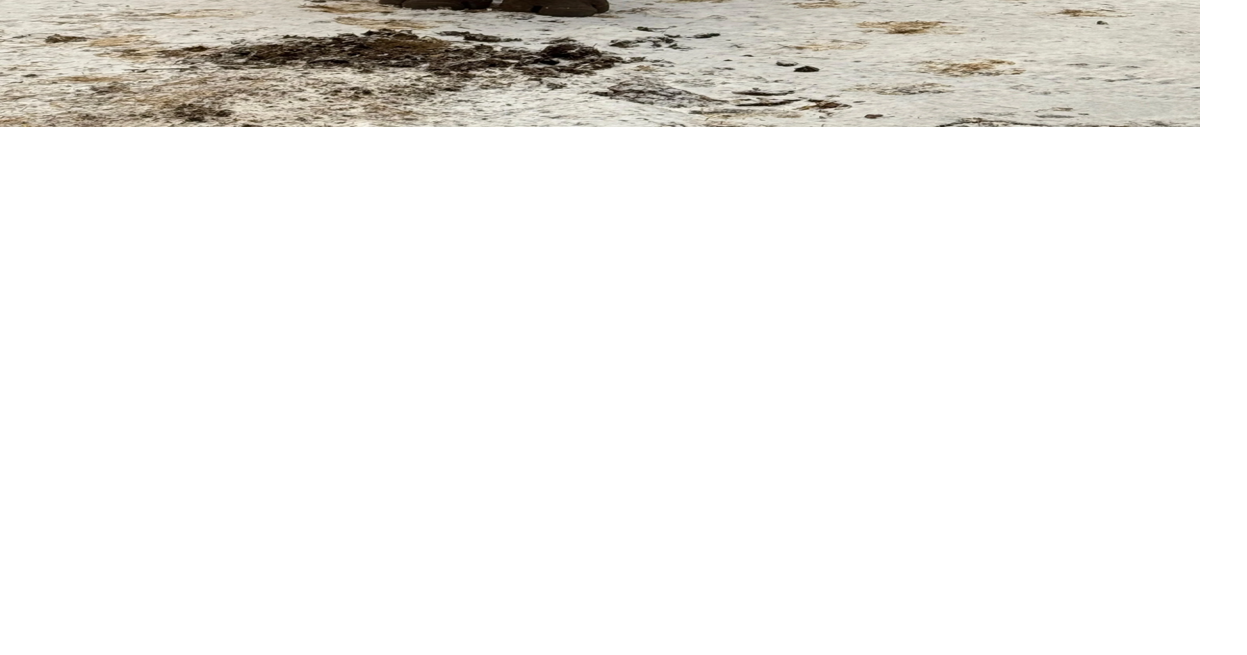 Penguins and baby rhinos enjoy first snow