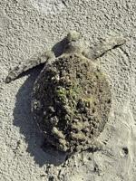 Ocean Isle Beach pushes for more sea turtle education