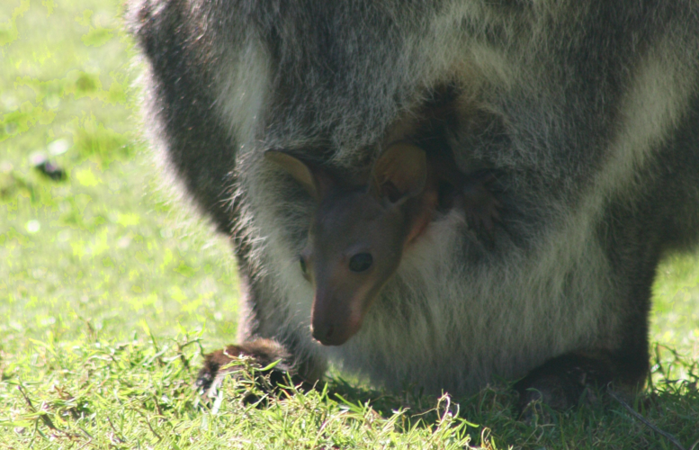 Wallaby joey pops head out of pouch for first time this spring ...