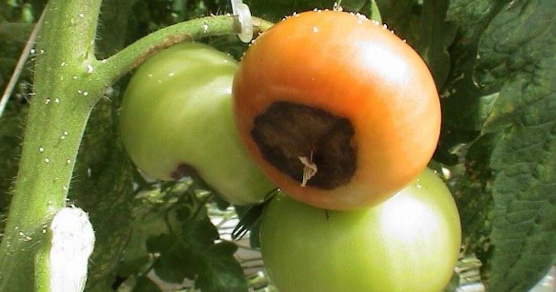 Watch out for common tomato problems in the garden - Vimarsana News