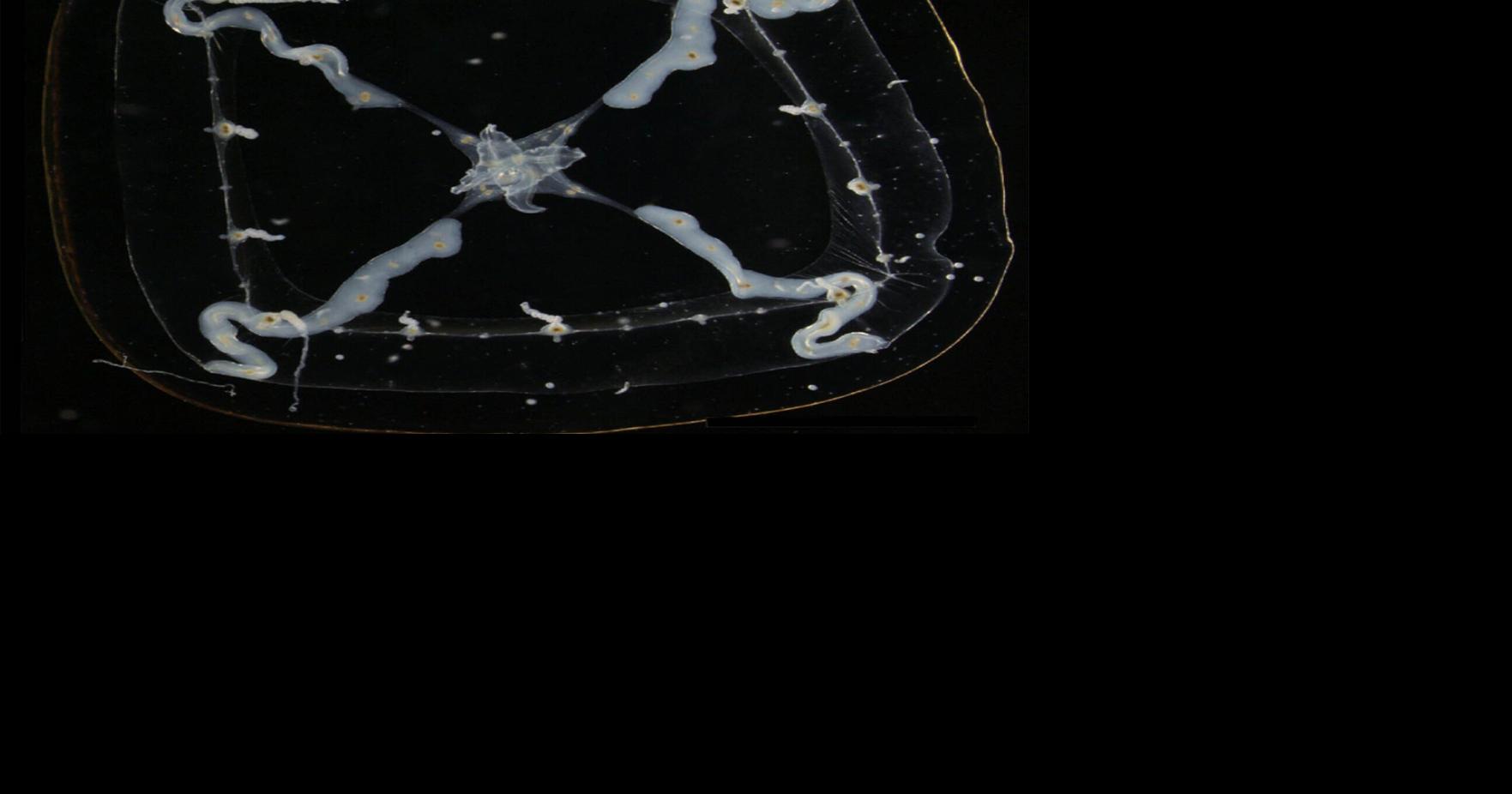 Newly discovered jellyfish named for Michelin restaurant guide