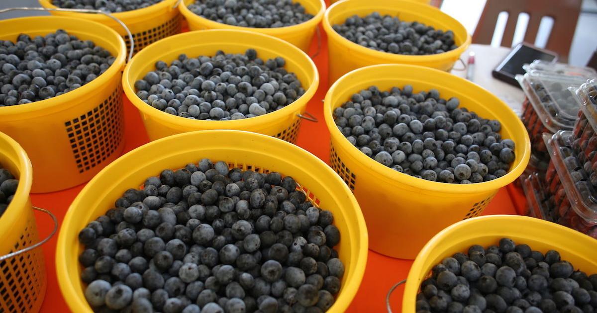 Farmers Market season kicks off - Vimarsana News