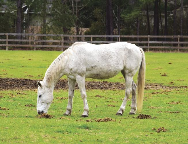 Wild Horse Ranch provides sanctuary for rescued horses | News ...