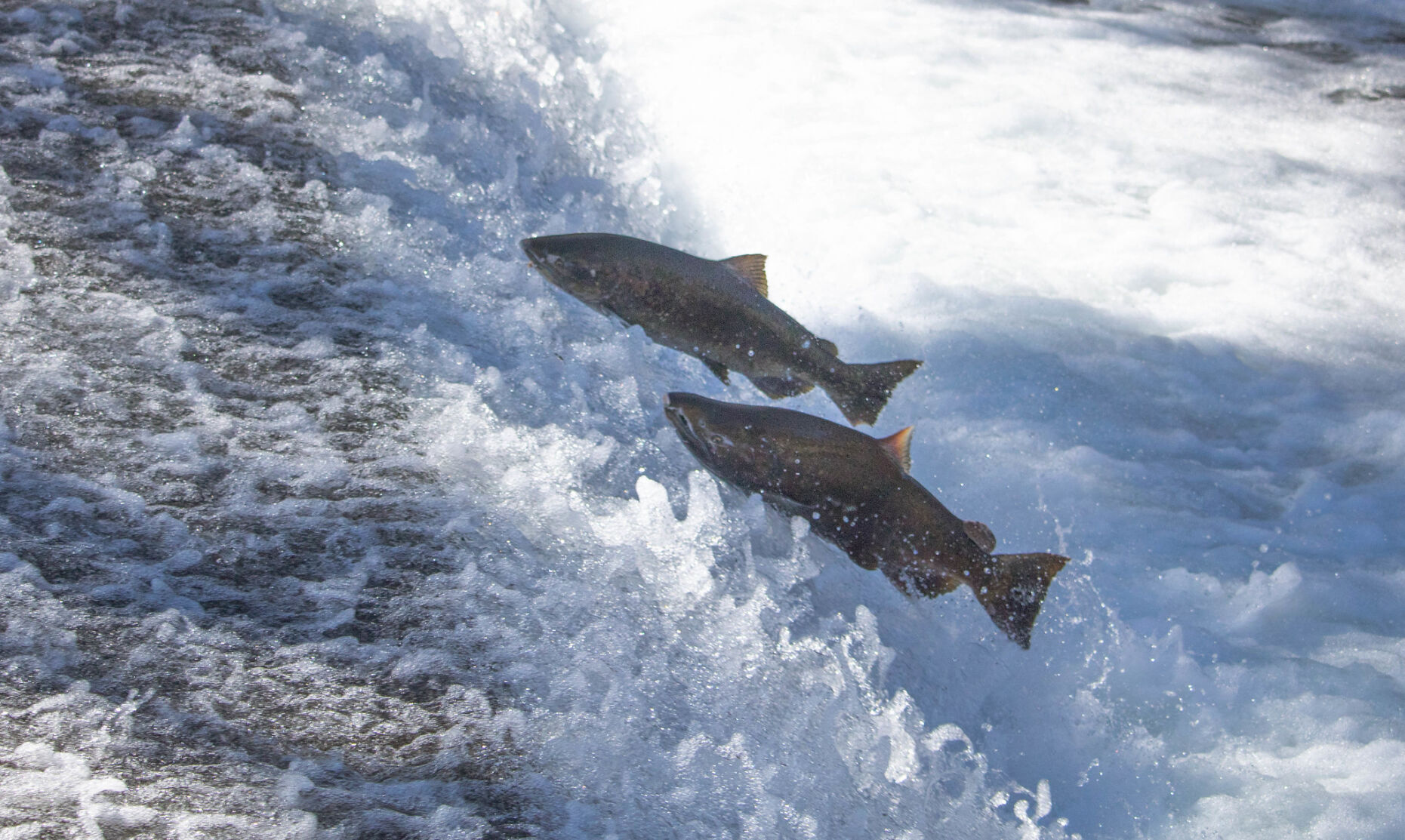 Slmn U F&W Program Input: From Dam Breach Analysis to Nixing Salmon Return ...