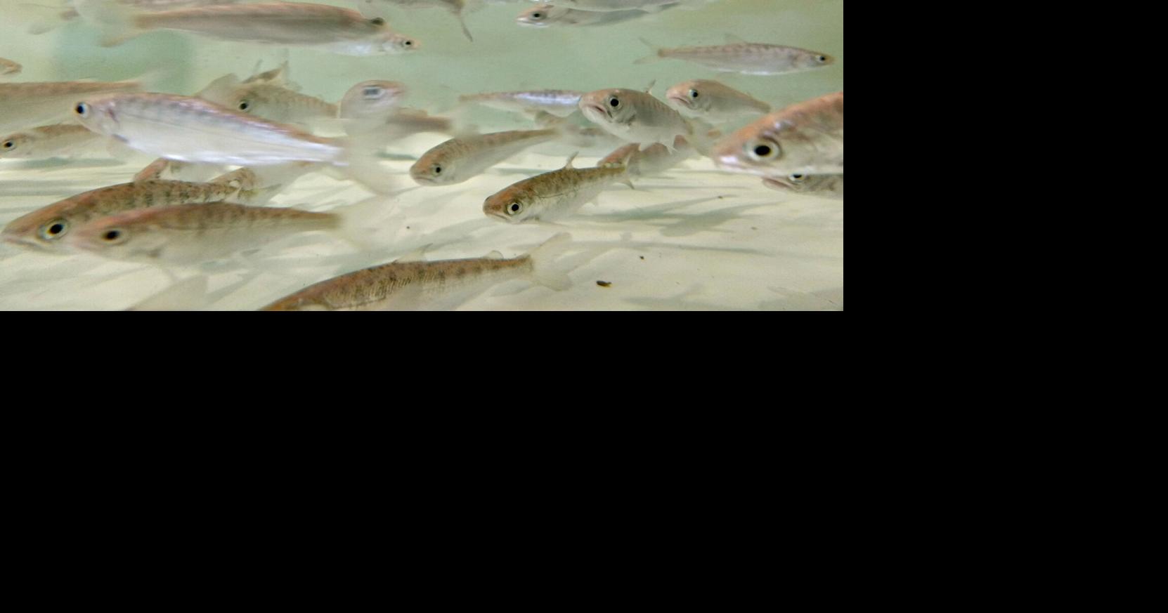 In LSRD Breaching Debate, NOAA Scientist Spotlights Habitat ...