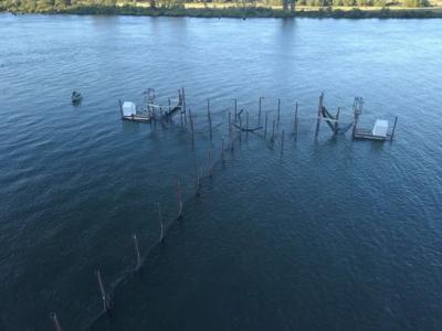Fish Traps: Ancient Method Could Become Way of the Future, Environment