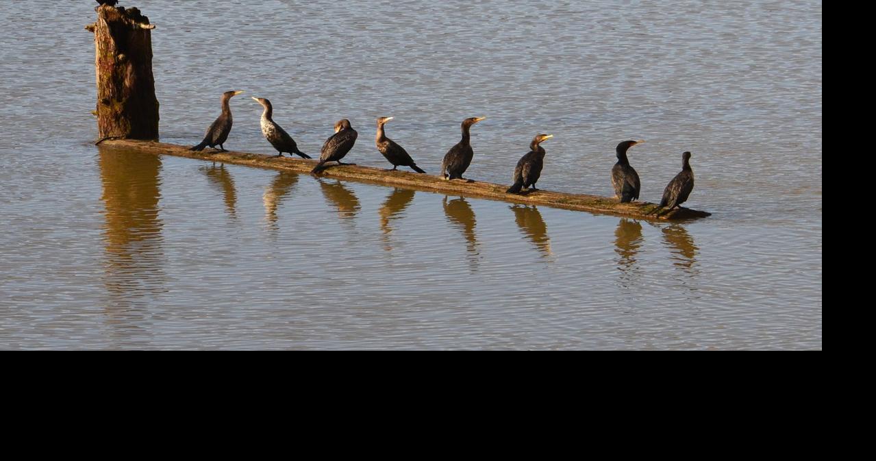 NOAA Fisheries: ‘The Biggest Thing We Can Do Is Address Predation ...