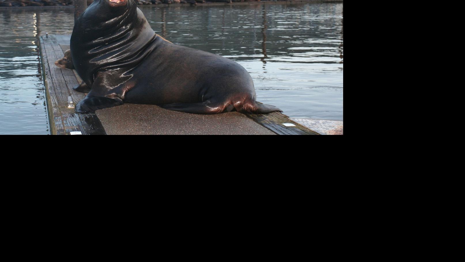 Sea lion showdown: Will the Sacramento River's visitors be a boon or a  bane? - CBS Sacramento