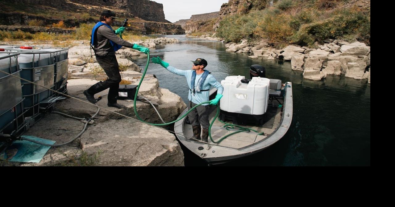 Concern Grows as Idaho Detects More Quagga Mussels, Plans Treatment ...