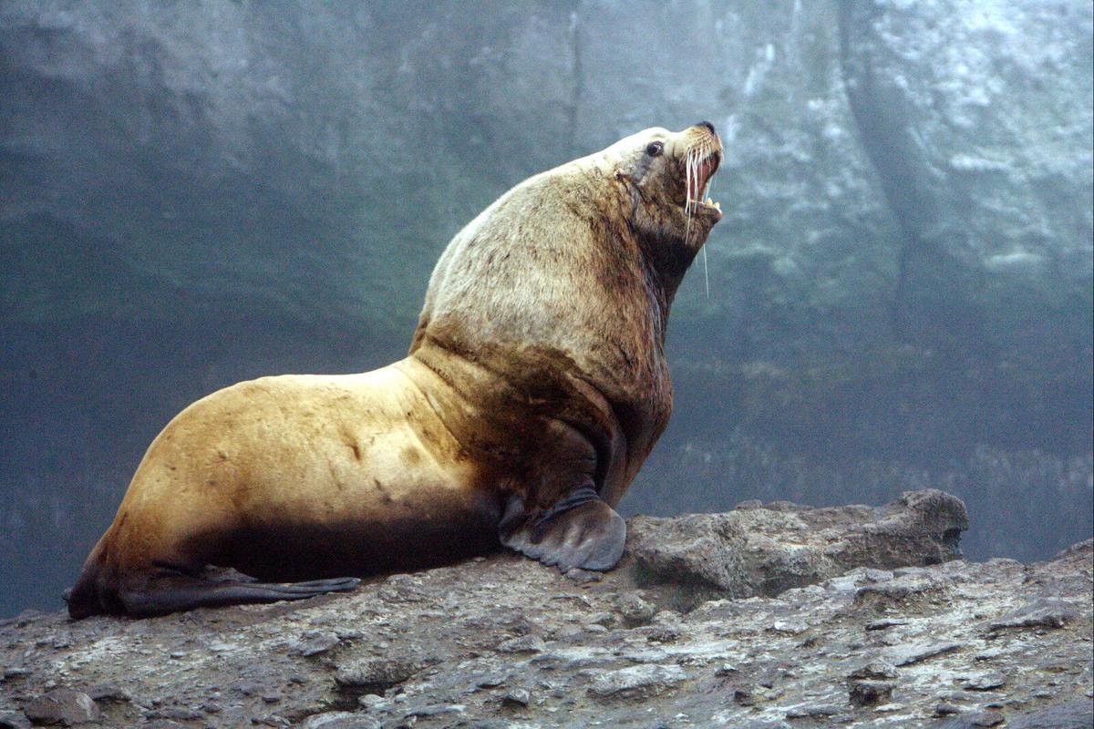 Permit Expands Sea Lion Removal in Columbia Basin | Environment