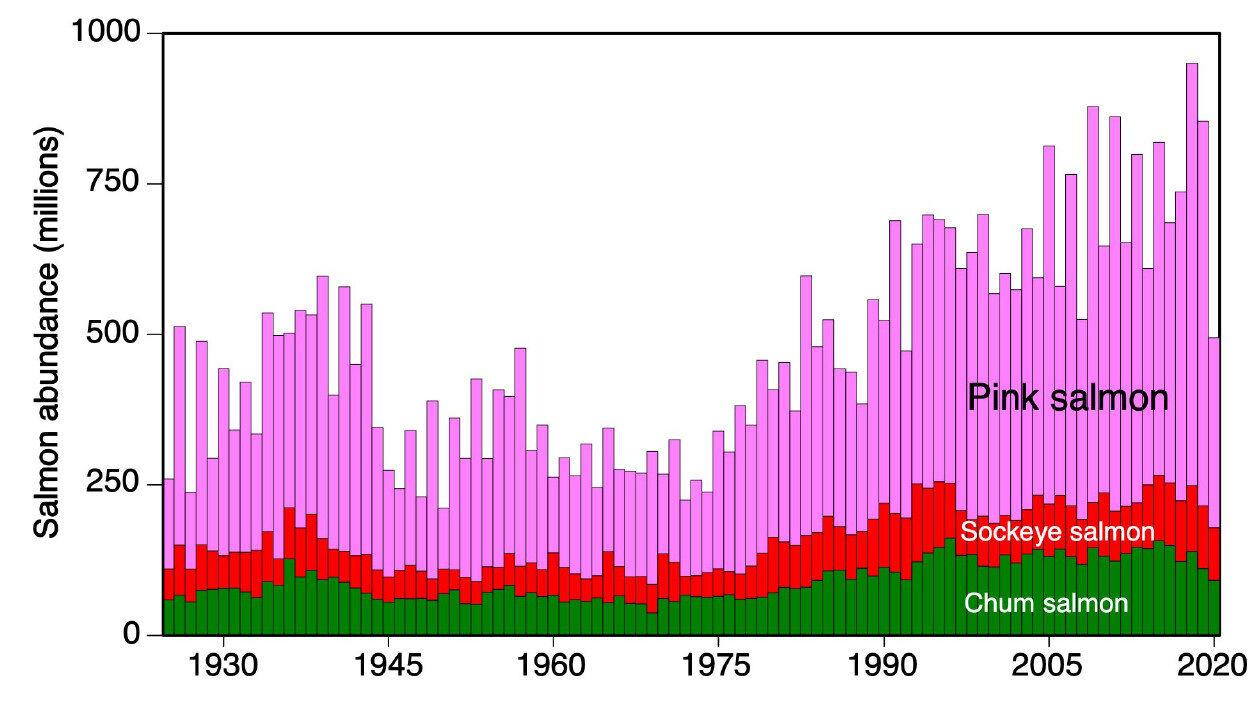 Decline of Five Pacific Salmon Species Could Signal Tipping Point