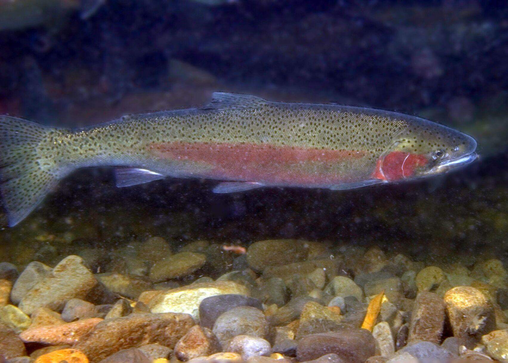 Steelhead Counts Plunge at Bonneville Dam, Fish Managers Report