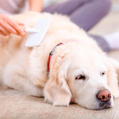 5 Ways to Give Your Furry Friend a Little Extra Love