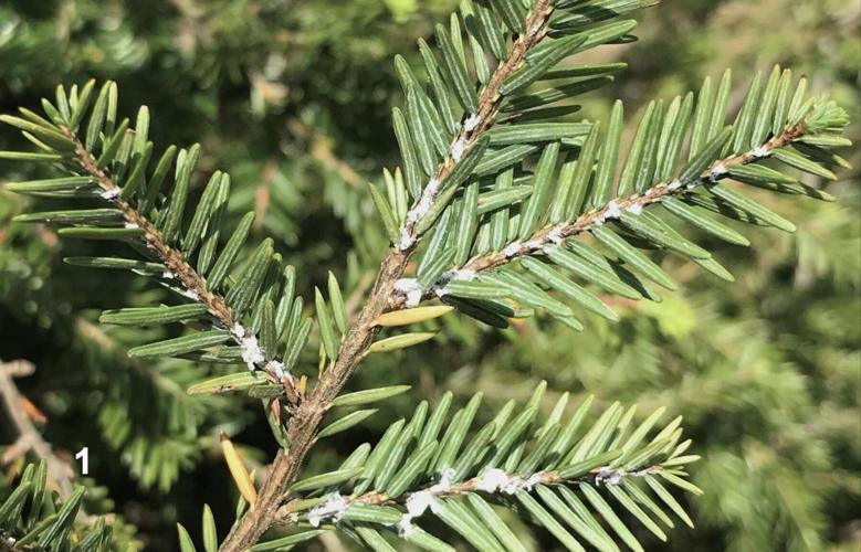 Tree Check Month: A growing threat to Eastern Hemlock