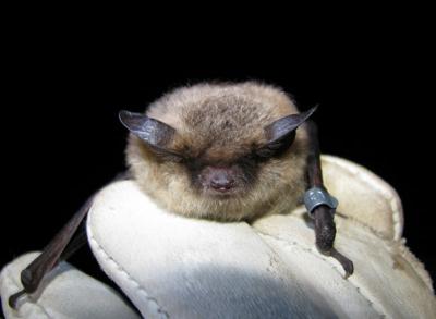 Little brown bat