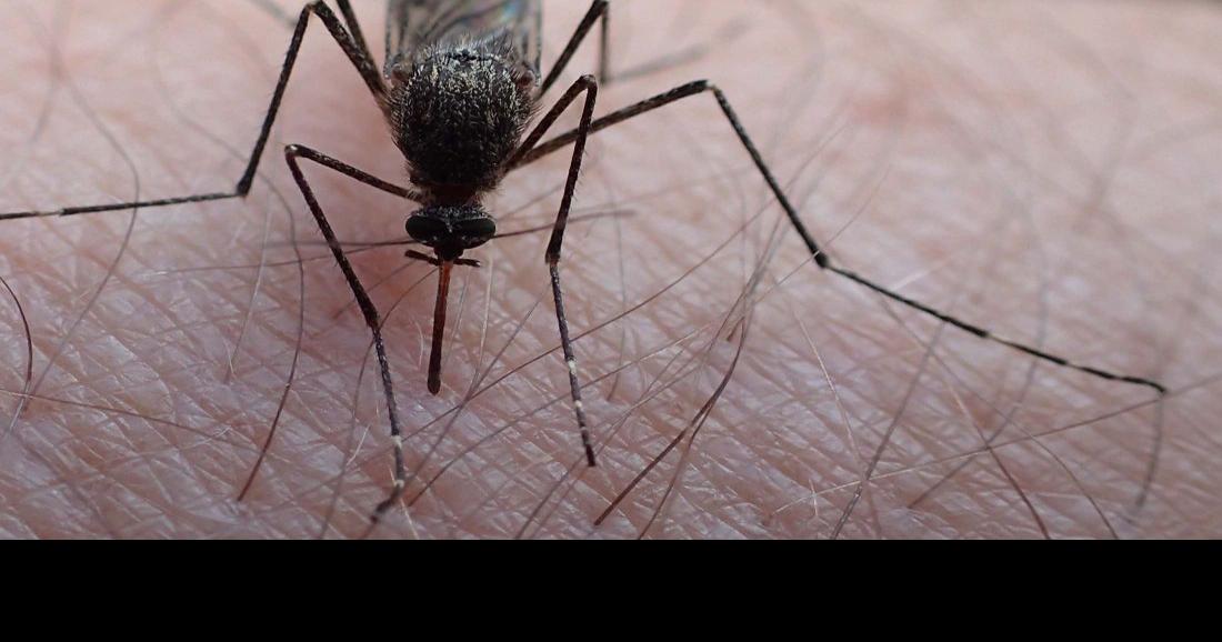 How many mosquitoes are in Alaska? 17 trillion, biologist estimates