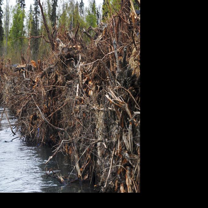 Alaska landowners work to restore Dow Island's bank - Fairbanks Daily News-Miner