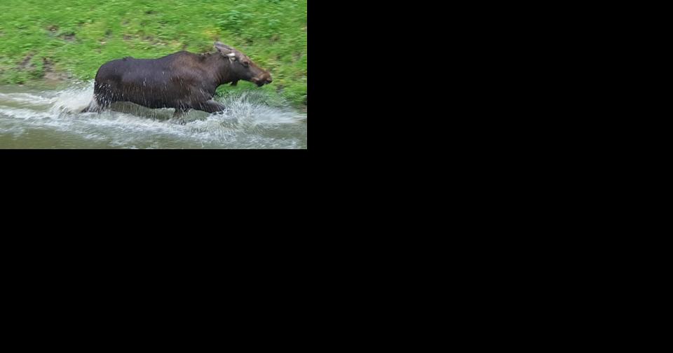 Fish and Game closes bull moose hunt - Vimarsana News