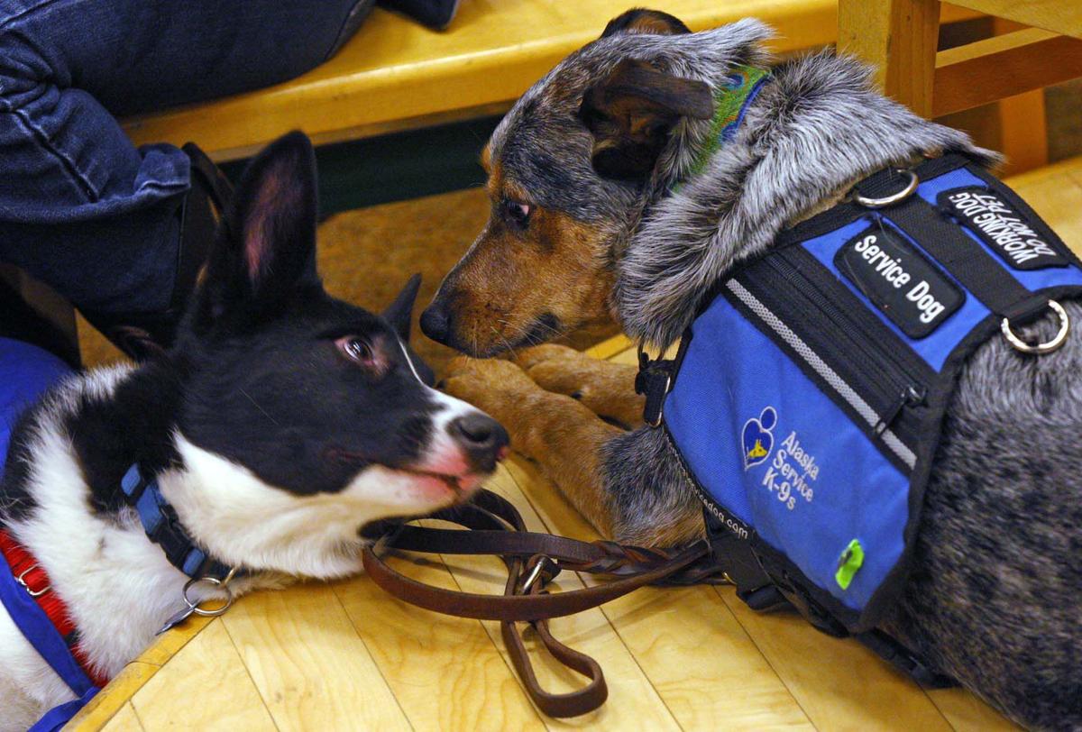 Ruff Day For Service Dogs Barnes And Noble Hosts Annual Book Fair