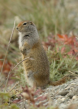 Ground squirrel